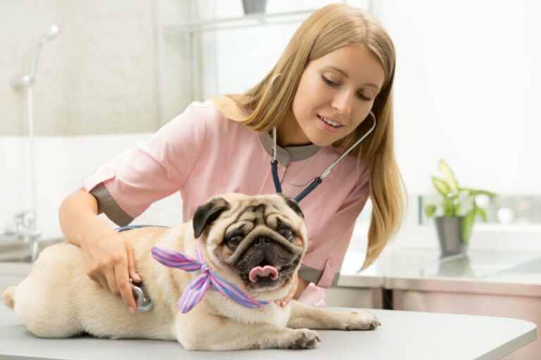 5 dicas para prevenir o câncer de mama em cadelas