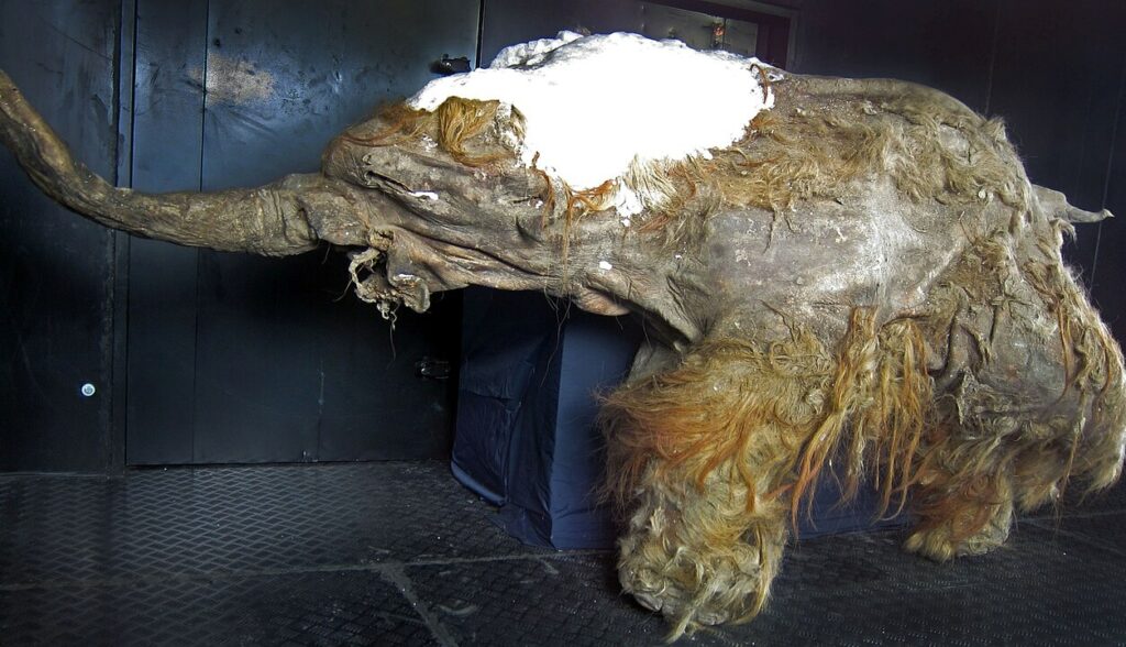 Carcaça do mamute-lanoso Yuka, encontrado na Sibéria - Por Cyclonaut / Wikimedia Commons