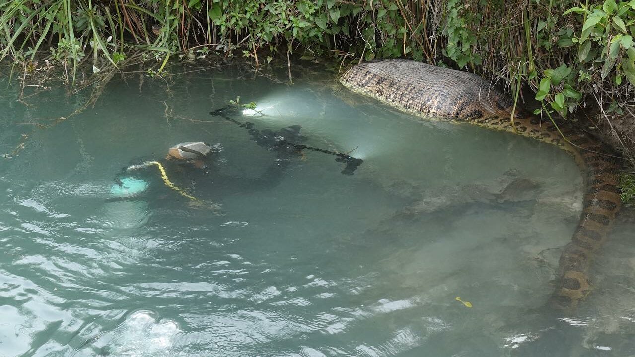 Sucuris gigantes são encontradas por fotógrafo em Bonito, MS