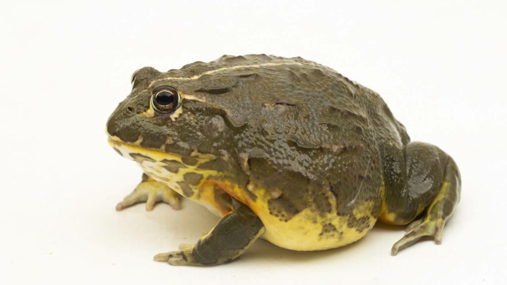 5 animais que não dormem e um deles nós comemos frequência