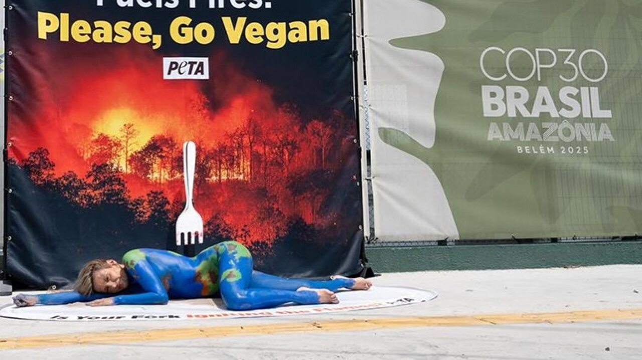 Luisa Mell se pinta de azul na COP30