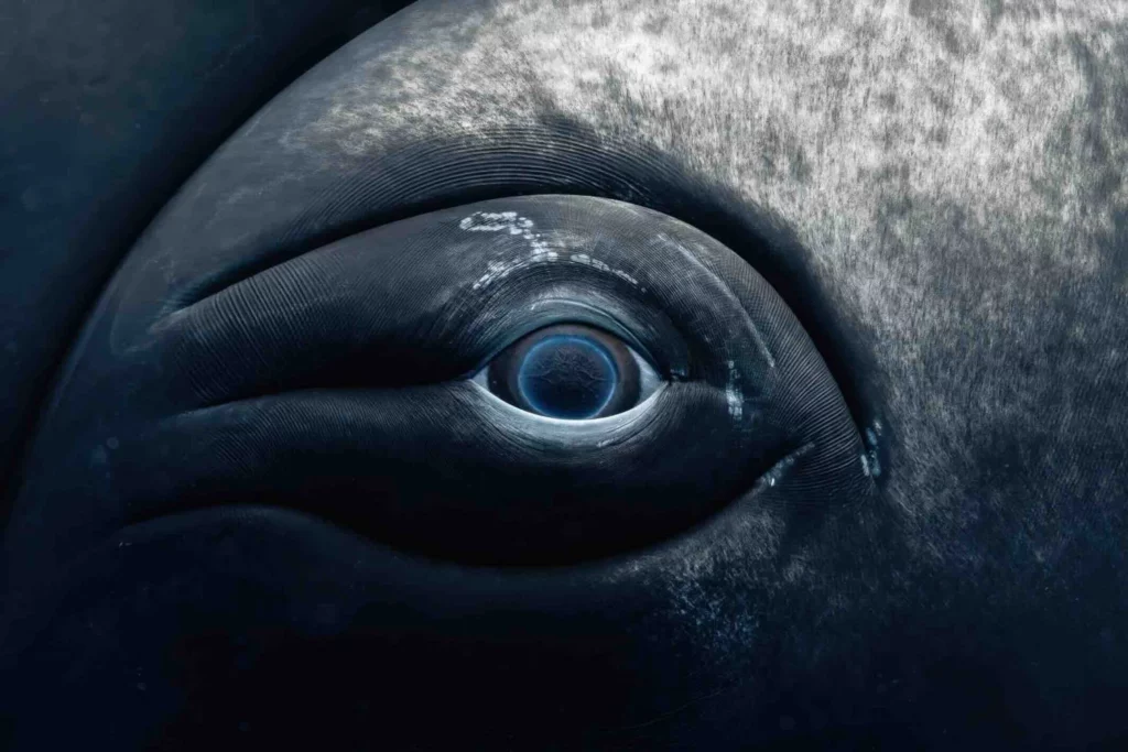 Fotógrafa Rachel Moore captura fotos incríveis de baleias e tubarões.