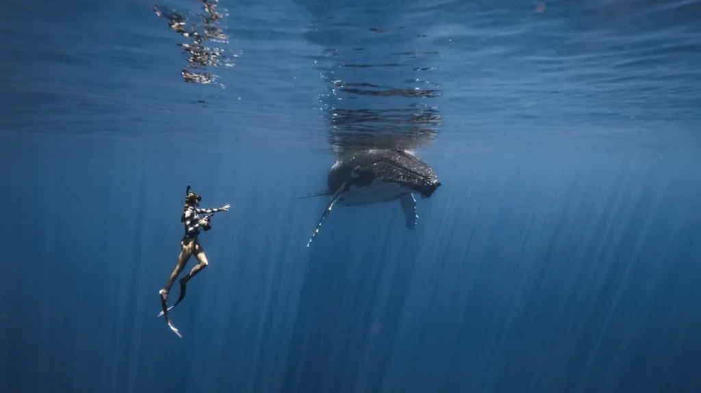 Fotógrafa Rachel Moore captura fotos incríveis de baleias e tubarões