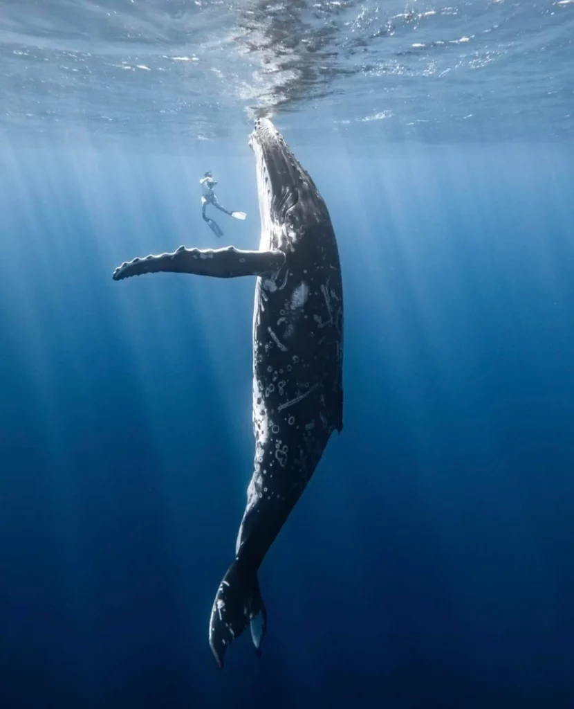 Fotógrafa Rachel Moore captura fotos incríveis de baleias e tubarões
