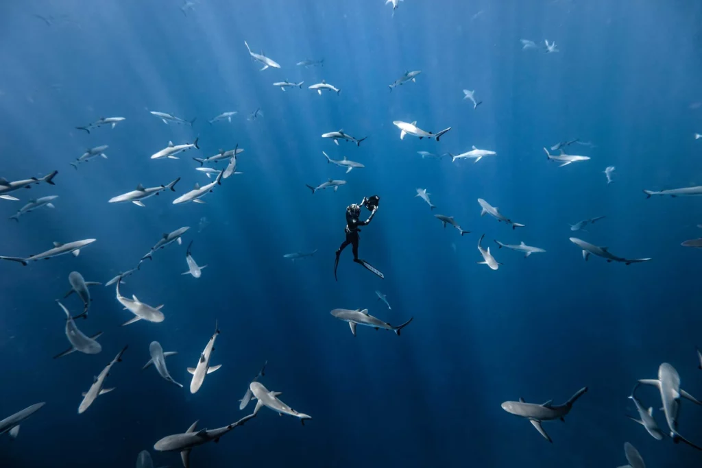 Fotógrafa Rachel Moore captura fotos incríveis de baleias e tubarões