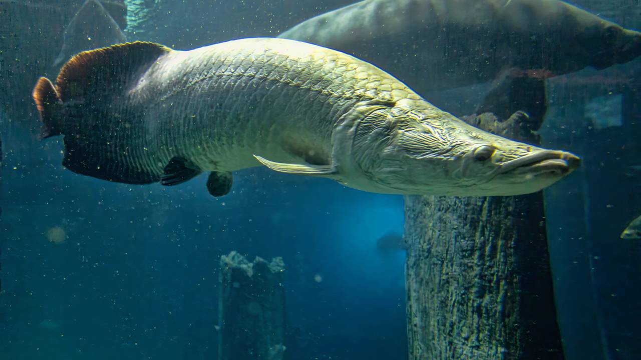 Esse peixe brasileiro chega a 3 metros e engole até pássaros