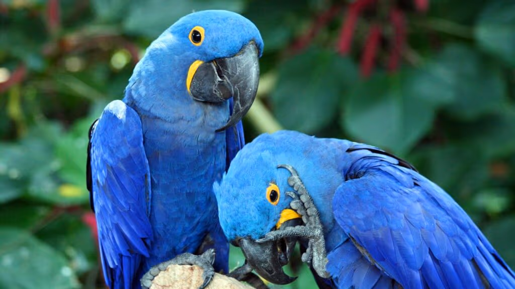 Ararinha-Azul, ave mais rara do Brasil, volta a lista de extinção após surto de circovírus