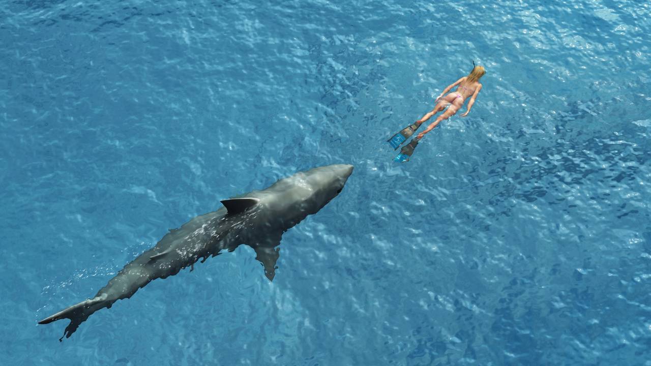 Banho de mar vira pesadelo após tubarão matar mulher e deixa homem ferido