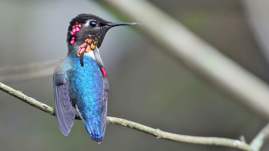 Animal com menos de 1 centímetro é eleito o menor ser vivo do mundo