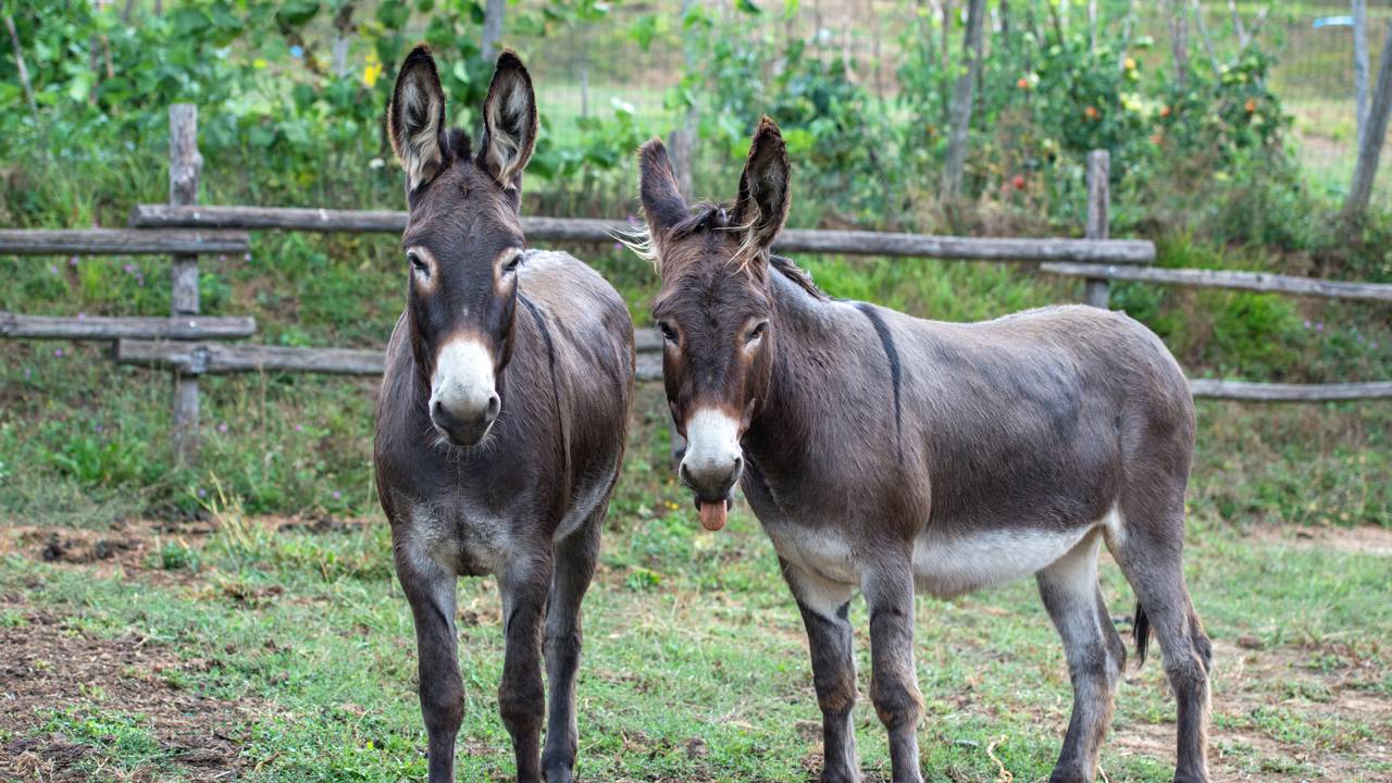 O vídeo que prova que os burros são mais espertos do que imaginamos