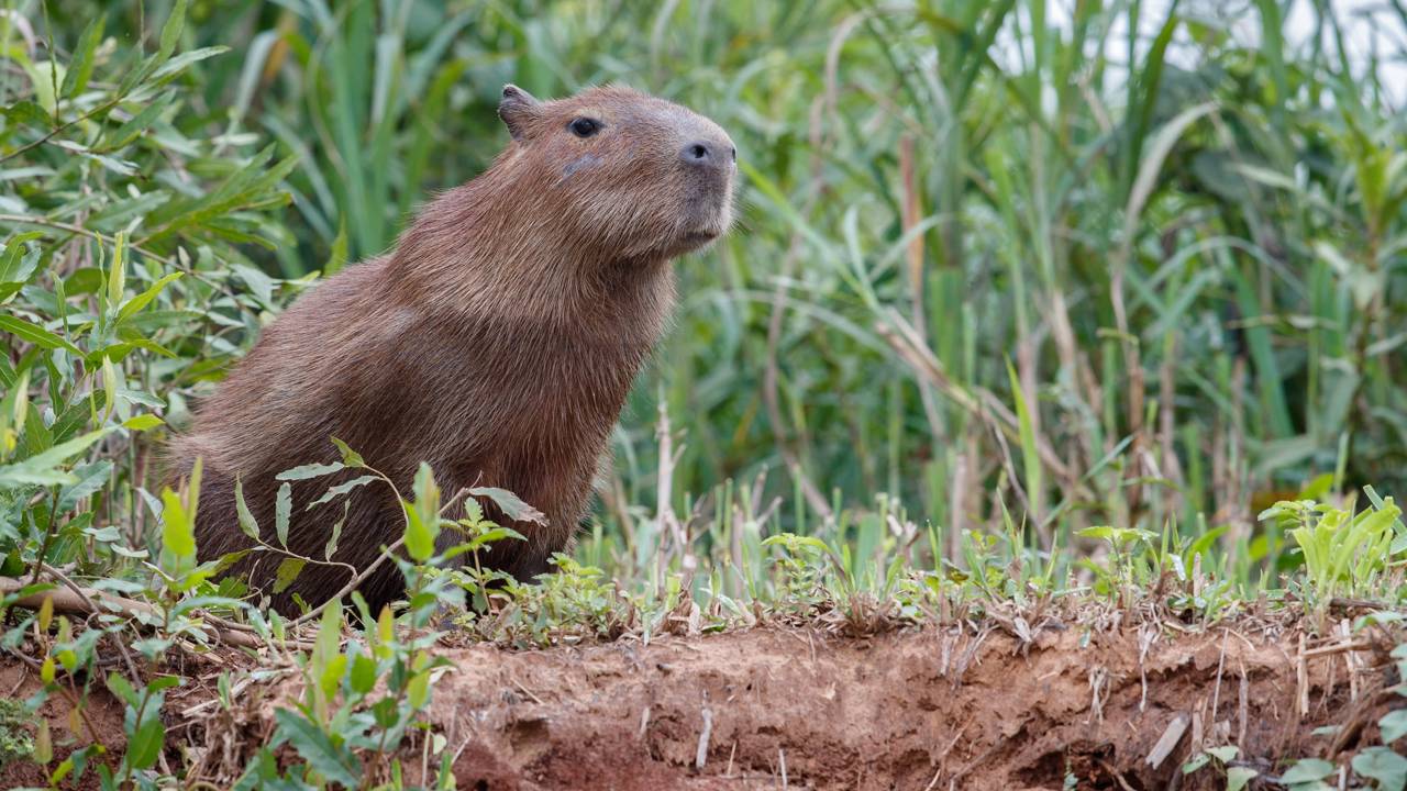Capivara age rápido e deixa onça-pintada no vácuo e cara de coitada