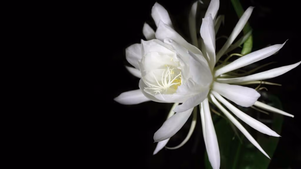 Flor rara que floresce apenas uma vez ao ano deixa todos hipnotizados com sua beleza