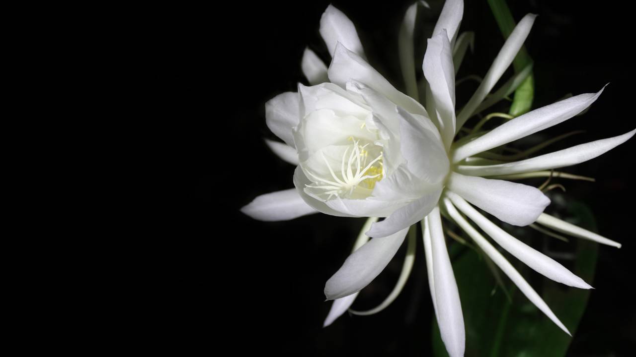Flor rara que floresce apenas uma vez ao ano deixa todos hipnotizados com sua beleza