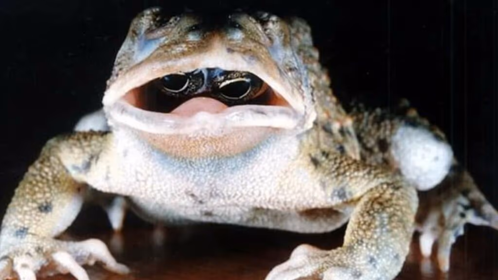 Cientistas ficam incrédulos com descoberta de sapo com os olhos dentro da boca