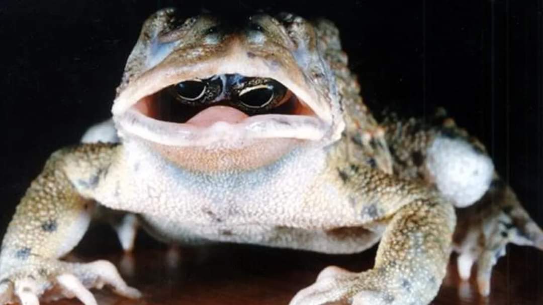 Cientistas ficam incrédulos com descoberta de sapo com os olhos dentro da boca