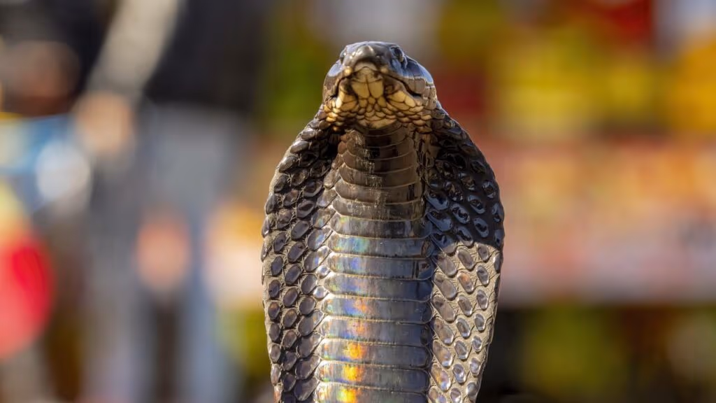 Essas são as maiores, mais venenosas e mais perigosas cobras do mundo