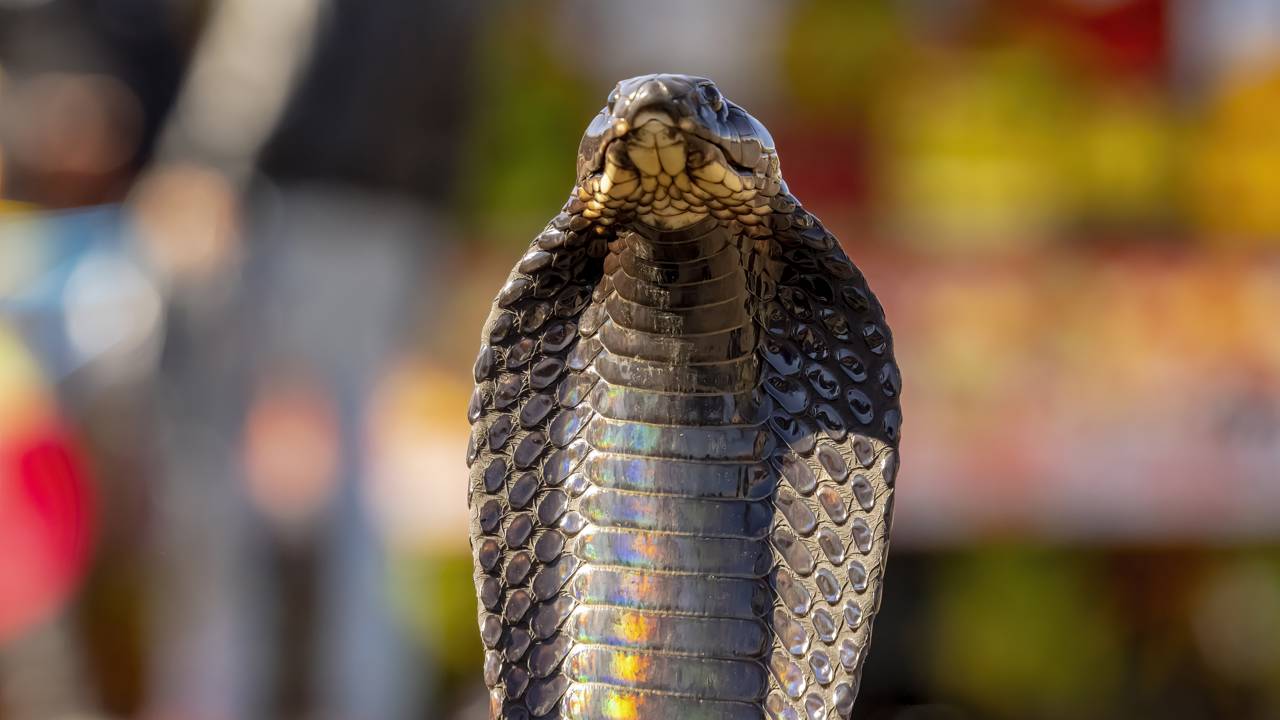 Essas são as maiores, mais venenosas e mais perigosas cobras do mundo