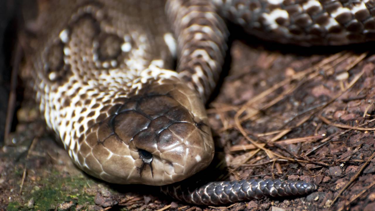 Cobras sobreviveram depois de passar dias de fome e comer sapos venenosos e mortais. Como assim?