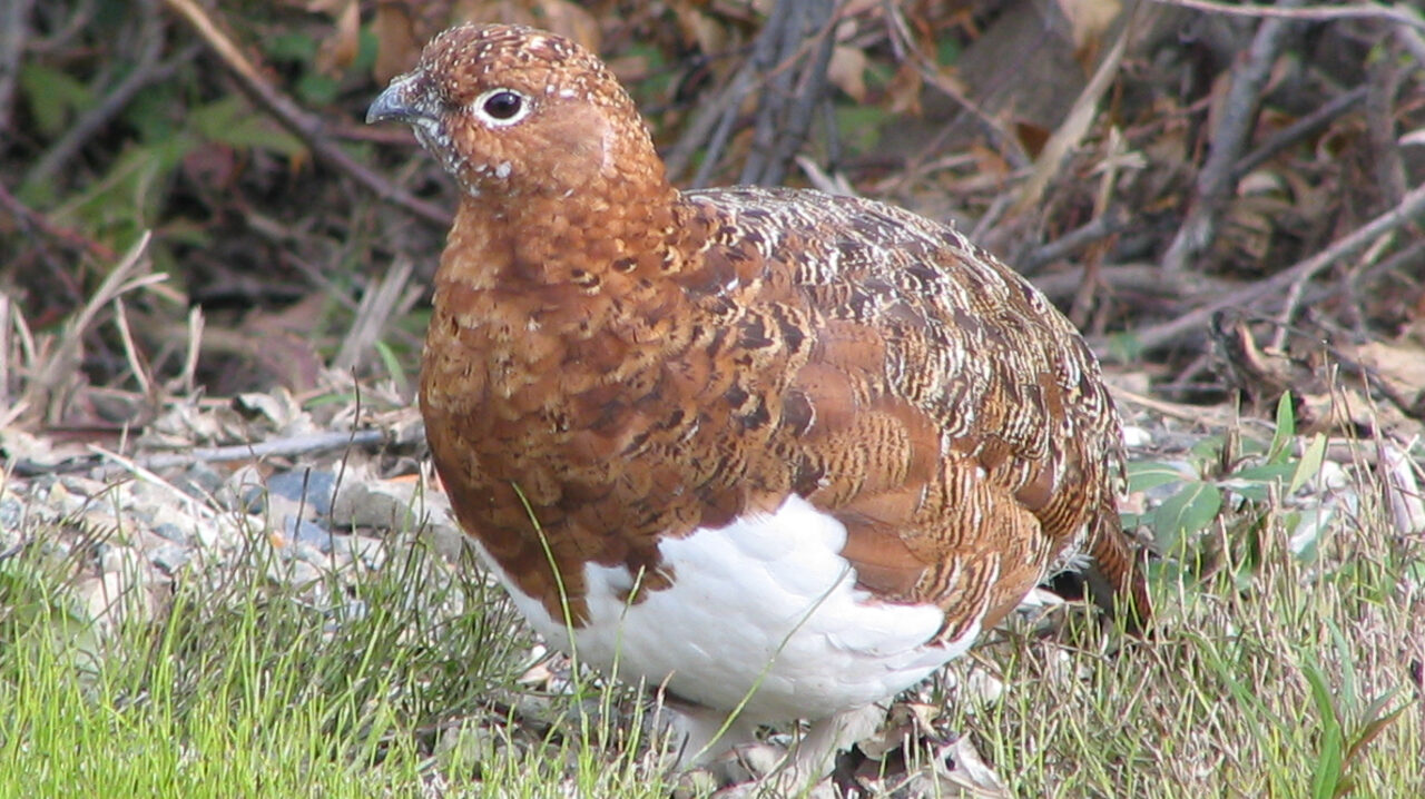 Assim era a ave alada extinta: Ela mudava sua plumagem de acordo com a estação do ano