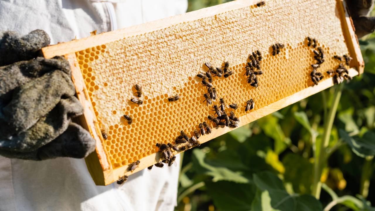 Descoberta espécie de abelha com ‘chifres diabólicos’ que muda a história da apicultura