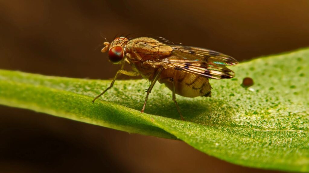 A mosca-das-frutas é utilizada nos estudos - Fruit Fly Lab