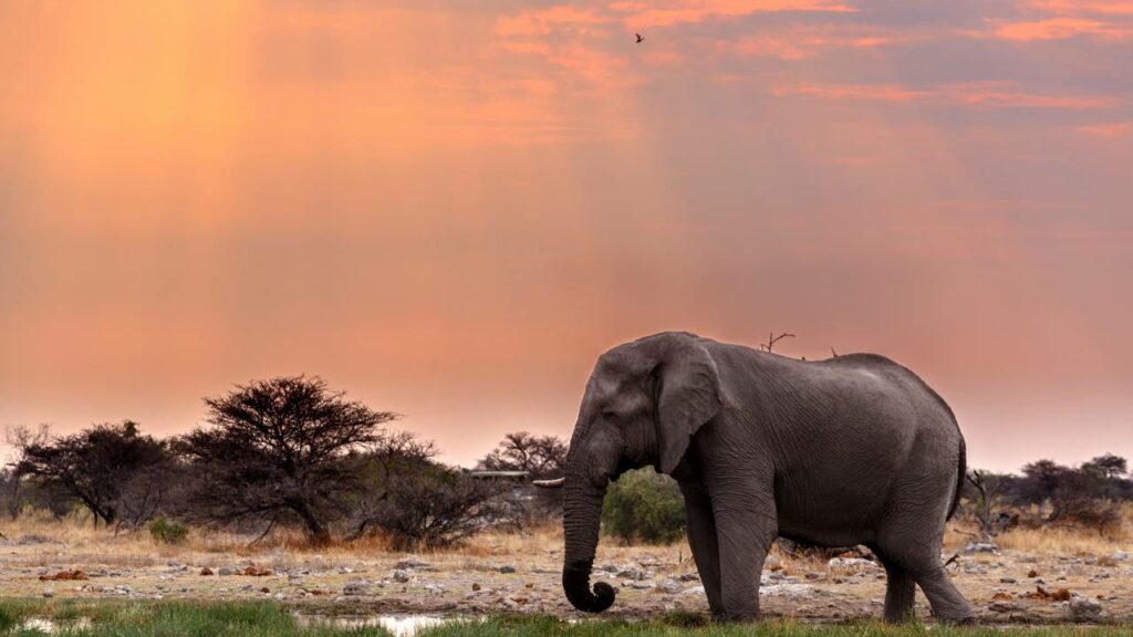 Elefante realiza resgate incrível de veado que caiu em buraco
