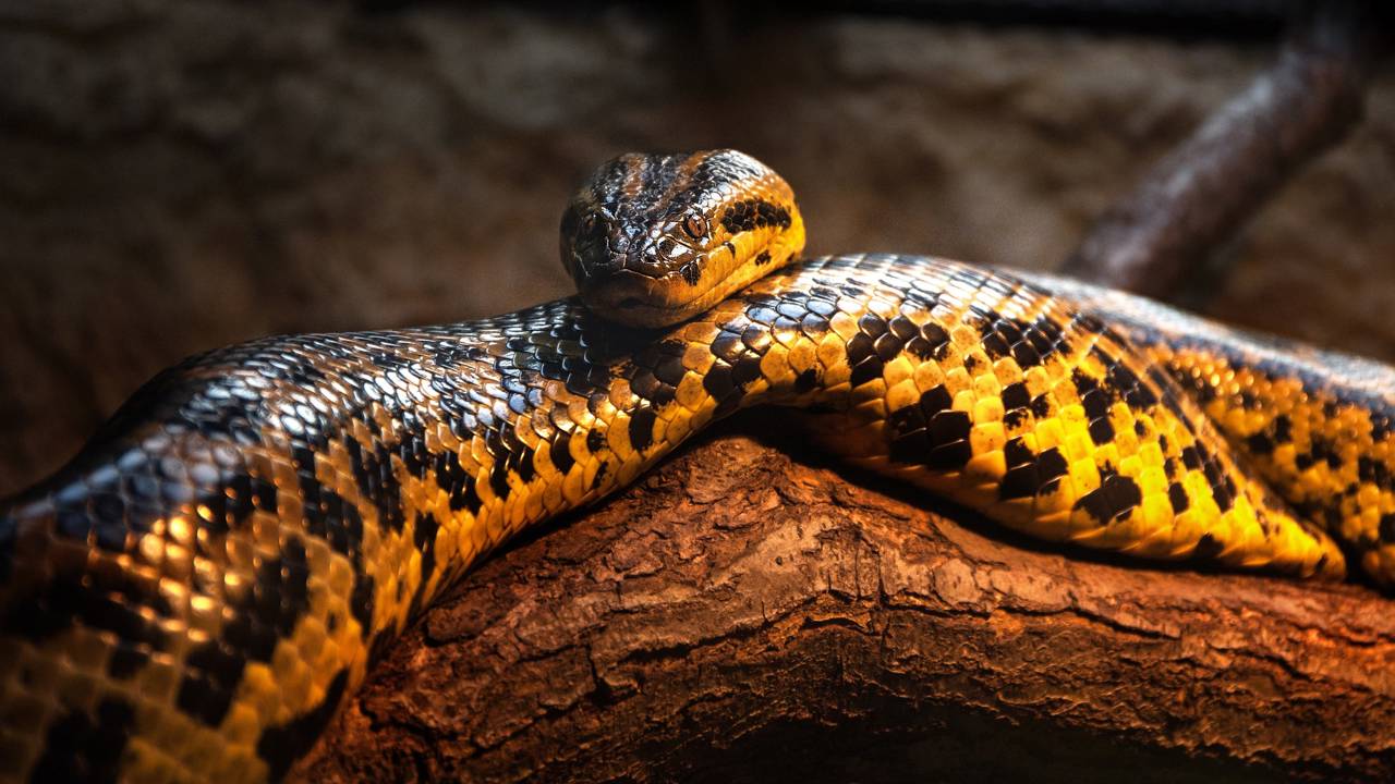 Essa é a sucuri-amarela, a cobra mais fascinante e letal as Américas