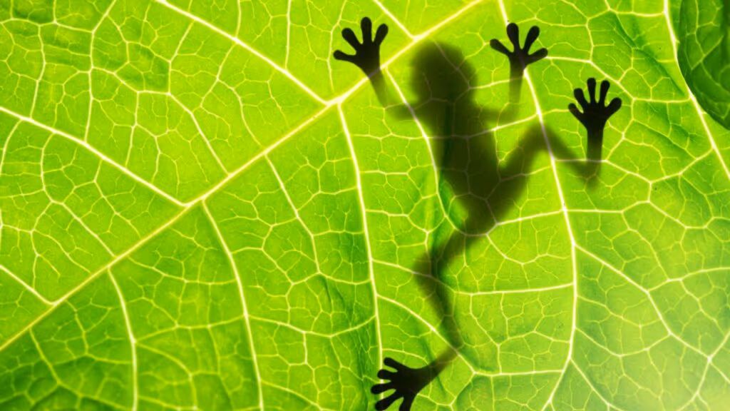 Esse sapo é um dos mais lindos da natureza, mas está a beira da extinção