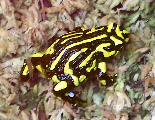 Esse sapo é um dos mais lindos da natureza, mas está a beira da extinção