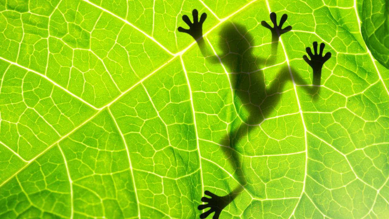 Esse sapo é um dos mais lindos da natureza, mas está a beira da extinção