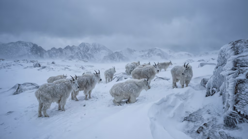 Animais não resistem ao frio extremo e literalmente congelam