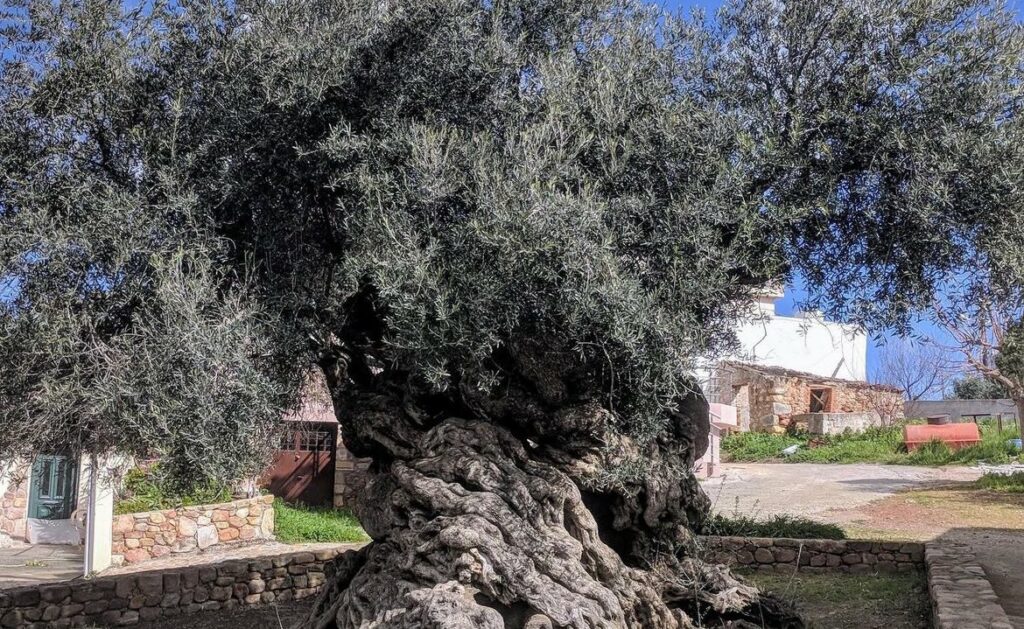Essa árvore com mais de 4000 anos ainda produz frutos