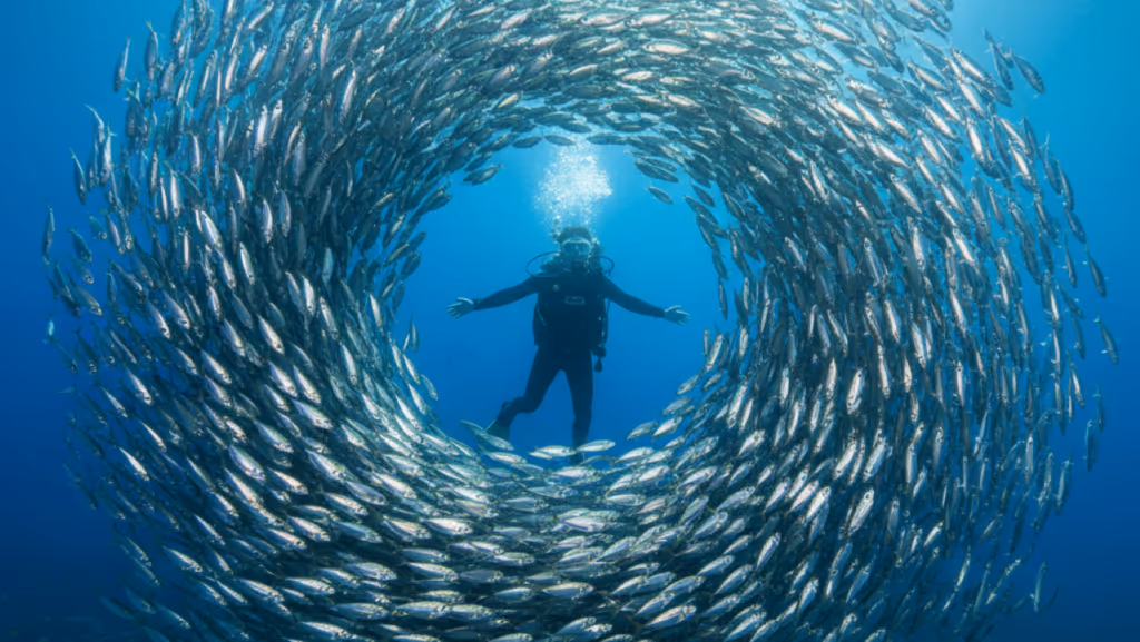 Vídeo mostra homem cercado por cardume de sardinhas em momento único