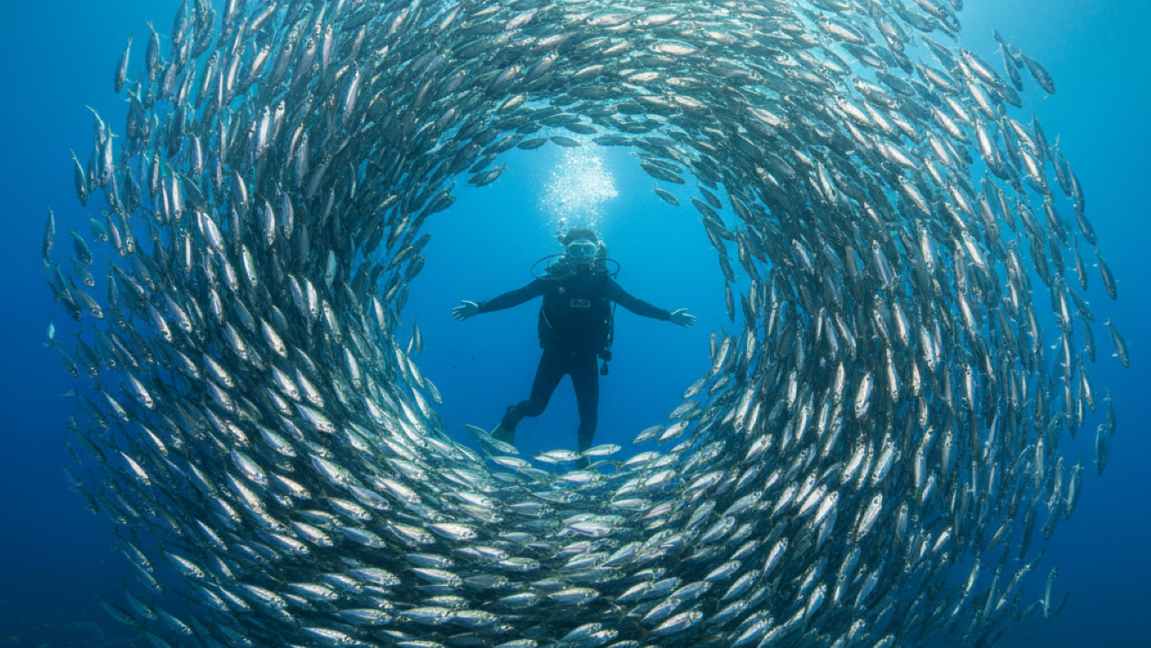 Vídeo mostra mulher cercada por cardume de sardinhas em momento único