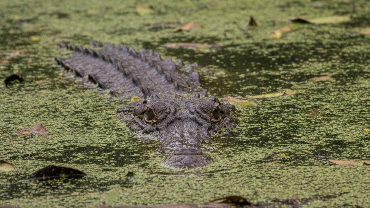 Homem cutuca a água e toma o maior susto de sua vida