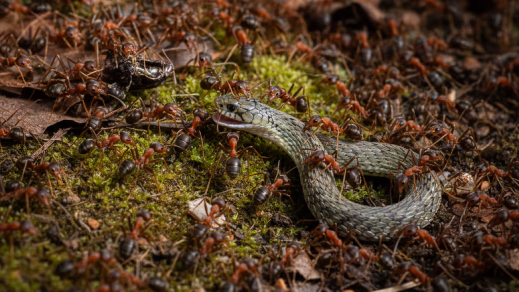 Formigas surpreendem e derrotam cobra em vídeo impressionante