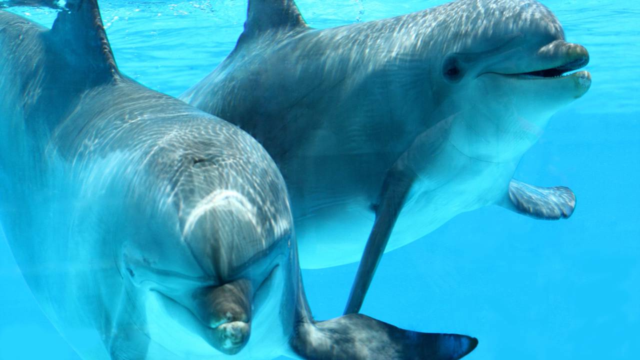 Golfinho desafia navio cargueiro para corrida e cria momento inesquecível