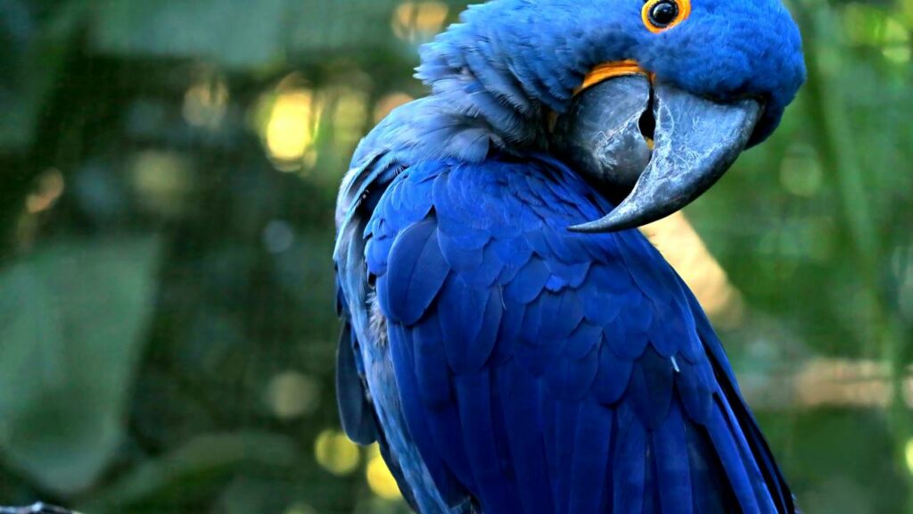 Animal considerado mais precioso que o ouro, renasce após 25 anos de extinção