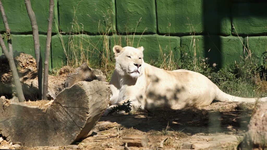 Homem morre após invadir jaula de leoa em zoológico na Paraíba