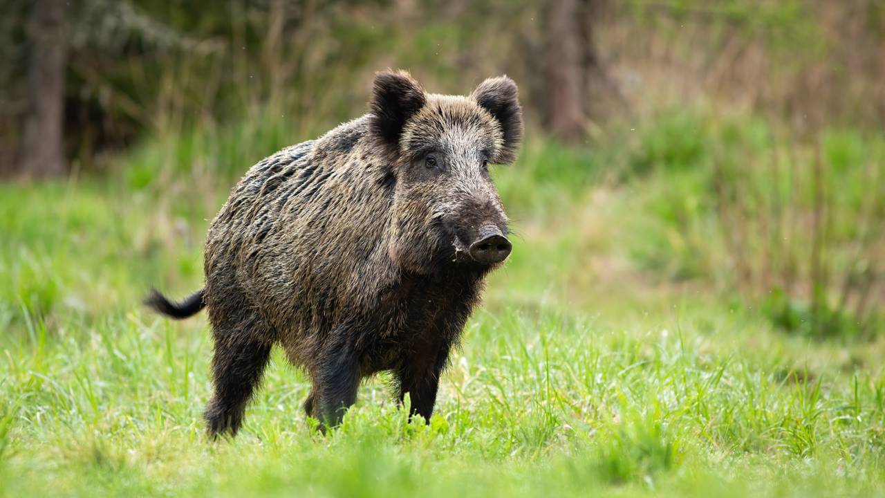 Javali selvagem invade supermercado, causa o caos e cria pânico nos clientes
