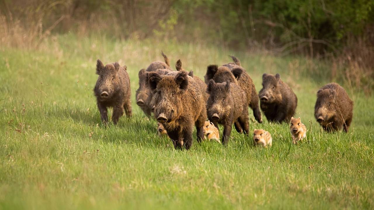 Espécies de animais invasoras no Brasil causam desequilíbrio ambiental