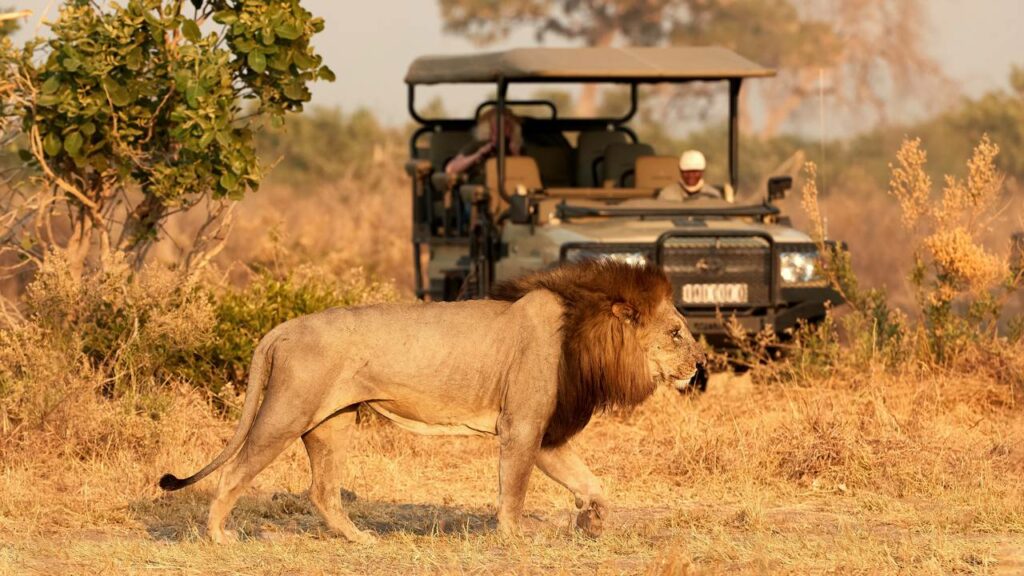 Leão enorme aproveita carro do safari para pegar carona e dar uma relaxada