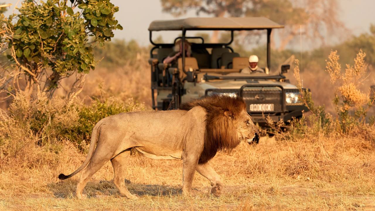Leão enorme aproveita carro do safari para pegar carona e dar uma relaxada