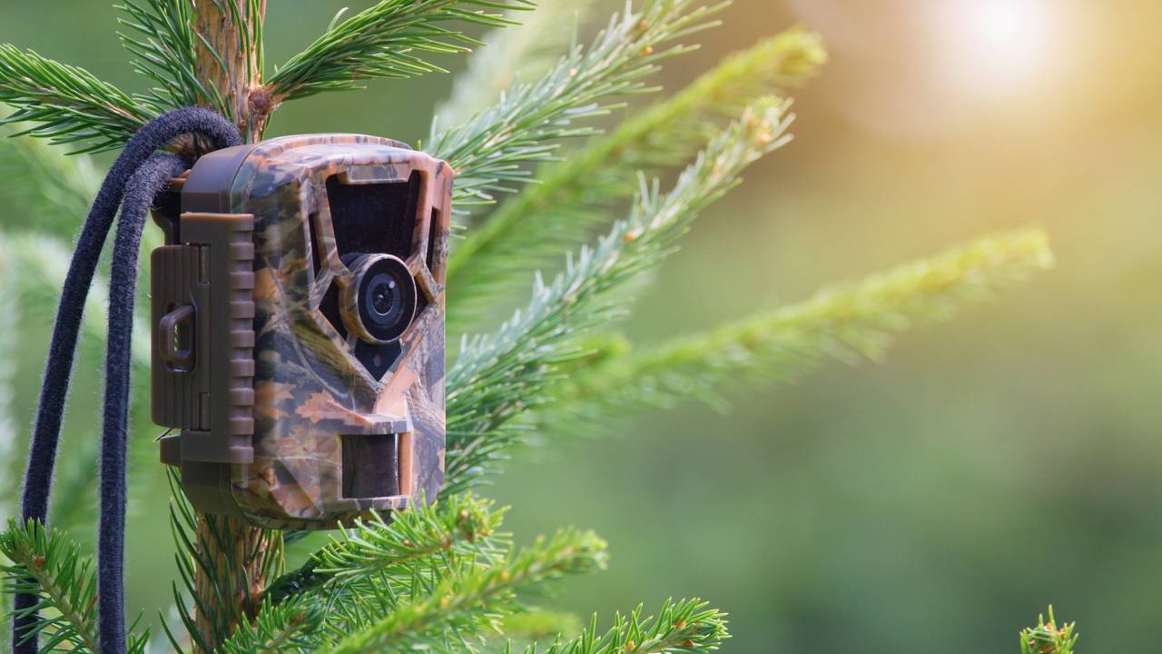 Lendária espécie ameaçada de extinção foi finalmente registrada por pesquisadores