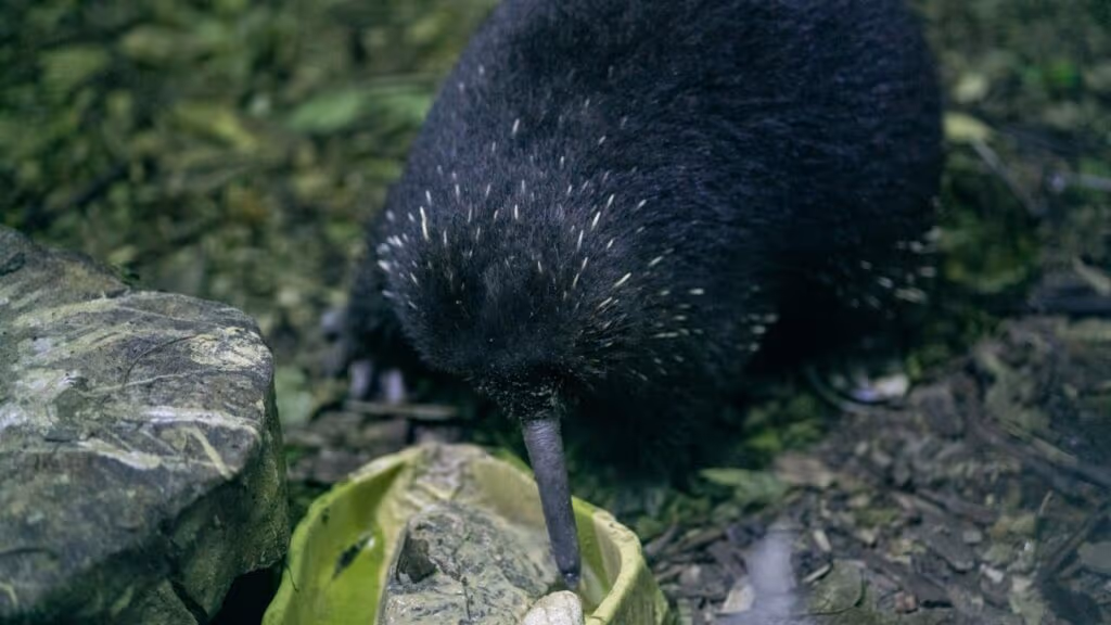 Animais dados como extintos estão reaparecendo do nada
