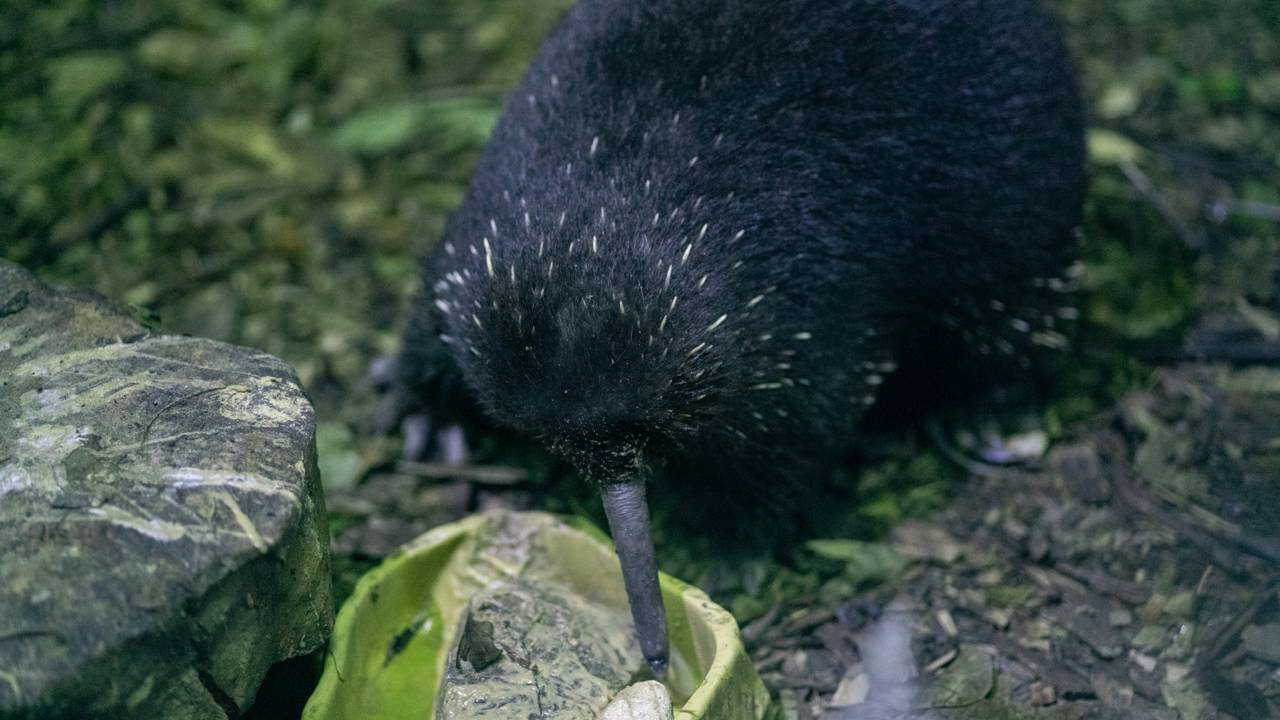 Animais dados como extintos estão reaparecendo do nada