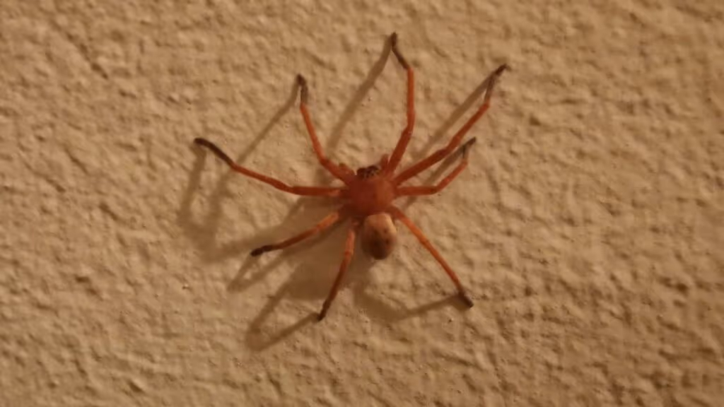Essa aranha pode matar com apenas uma picada