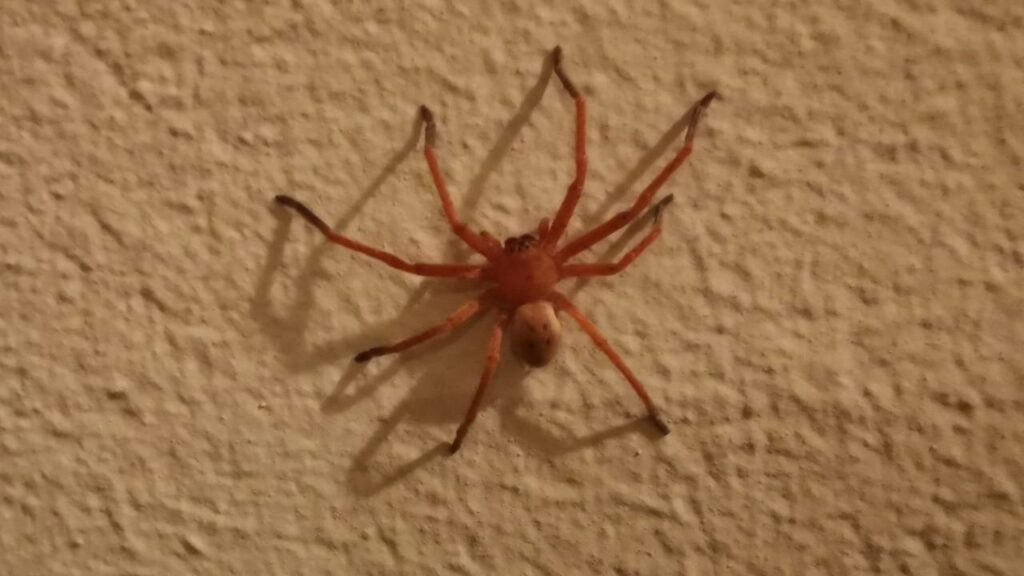 Essa aranha pode matar com apenas uma picada