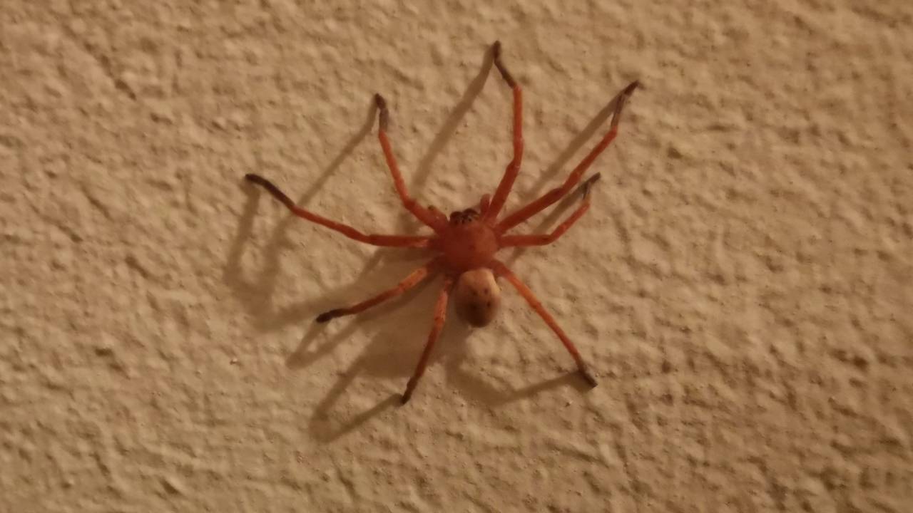 Essa aranha pode matar com apenas uma picada