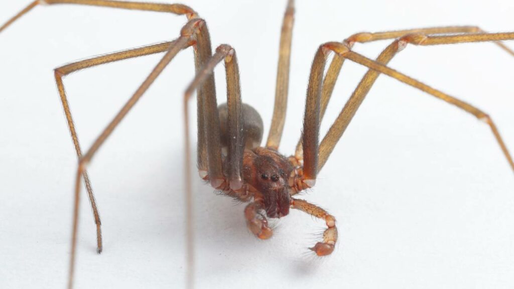 Essa aranha pode matar com apenas uma picada